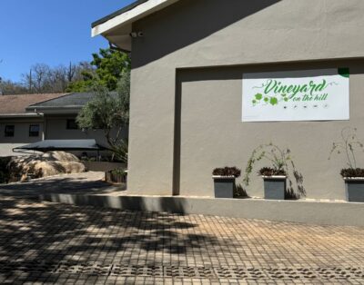 Vineyard on the hill